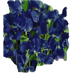 Nasiona Groszek pachnący Royal Navy Blue Tor350