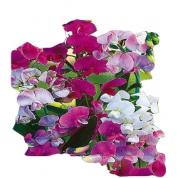 Nasiona Groszek szerokolistny Tor352