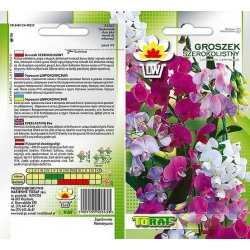 Nasiona Groszek szerokolistny Tor352