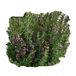 Nasiona Hyzop lekarski Tor585