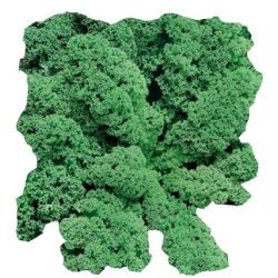 Nasiona Jarmuż Rossignol zielony Tor67