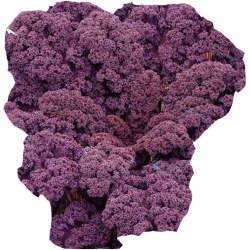 Nasiona Jarmuż Scarlet Tor68