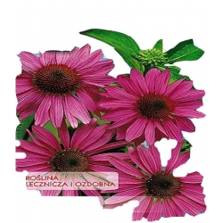 Nasiona Jeżówka purpurowa Tor354