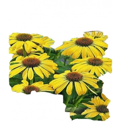 Nasiona Jeżówka żółta Tor355