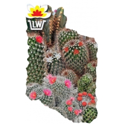 Nasiona Kaktusy mieszanka Tor616