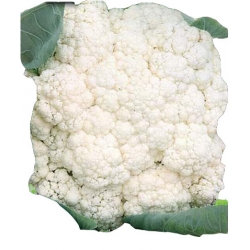 Nasiona Kalafior Bora wczesna Tor70