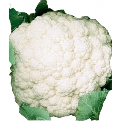 Nasiona Kalafior Early Snowball wczesna Tor71