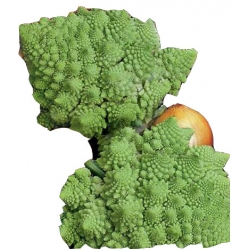 Nasiona Kalafior Romanesco piramidki Tor72