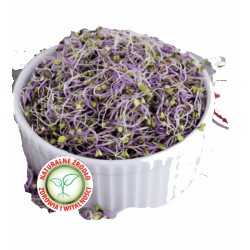 Nasiona na kiełki Kalarepa czerwona Tor534