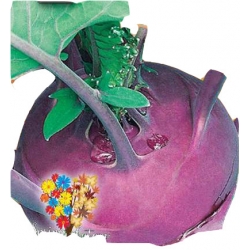 Nasiona Kalarepa Delikates Blauer Tor74