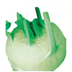  Nasiona Kalarepa Delikates Witti Tor73