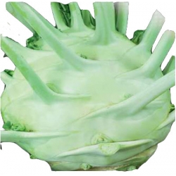 Nasiona Kalarepa Gigant póżna Tor75