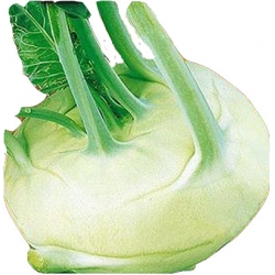 Pełna wartości odżywczych, smaczna i zdrowa kalarepa powinna znajdować się w naszej diecie. 