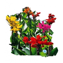 Nasiona Kanna, Paciorecznik Tor357