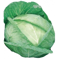 Nasiona Kapusta głowiasta biała Amager Tor81