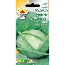 Nasiona Kapusta głowiasta biała Amager Tor81
