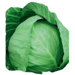 Nasiona Kapusta głowiasta biała Langenijker Tor79