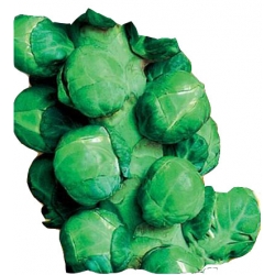 Nasiona Kapusta brukselka Casiopea Tor77