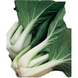 Nasiona Kapusta chińska Pac-Choi Tor87
