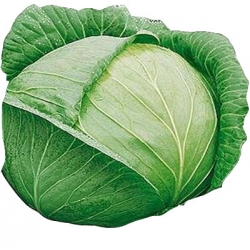 Nasiona Kapusta głowiasta biała Ditmarska Tor80