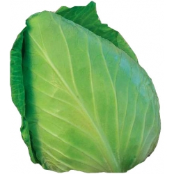 Nasiona Kapusta głowiasta biała Tor82
