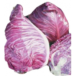 Nasiona Kapusta głowiasta czerwona Kalibos Tor85