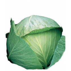 Nasiona Kapusta biała Kamienna Głowa Tor84