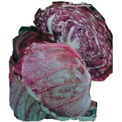 Nasiona Kapusta głowiasta czerwona MARS Tor86