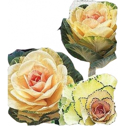 Nasiona Kapusta ozdobna łod. Sunrise Tor358