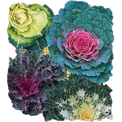 Nasiona Kapusta ozdobna Tor359