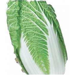 Nasiona Kapusta pekińska BRISTOL Tor88