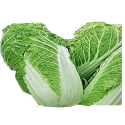 Nasiona Kapusta pekińska Pacifiko Tor89
