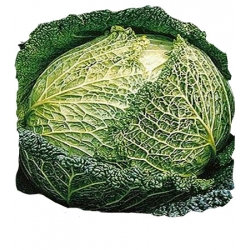 Nasiona Kapusta włoska Vertus 2 Tor90