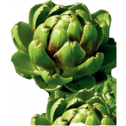 Nasiona Karczoch Vert de Provence Tor91