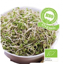 Nasiona Nasiona BIO na kiełki Brokuł Tor551