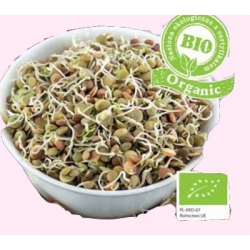 Nasiona Nasiona BIO na kiełki Soczewica Tor556