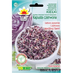 Nasiona na kiełki Kapusta czerwona Tor535