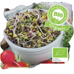 Nasiona na kiełki Rzodkiewka CHINA ROSE Tor545