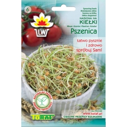 Nasiona na kiełki Pszenica Tor542