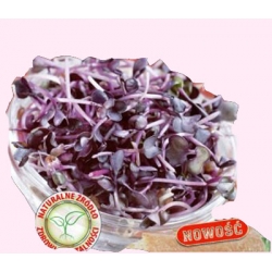 Nasiona na kiełki Rzodkiewka RED PURPLE Tor546