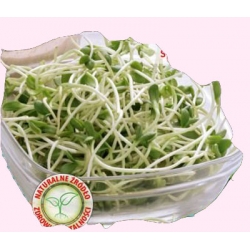 Nasiona na kiełki Słonecznik Tor547