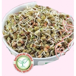 Nasiona na kiełki Soczewica Tor548