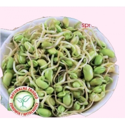 Nasiona na kiełki Soja Tor549