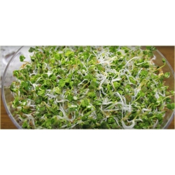 Kiełkownica trzypoziomowa Toraf Tor550