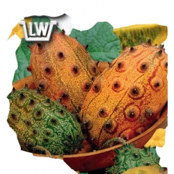 Nasiona Kiwano owoce ozdobne, o smaku kiwi Tor362