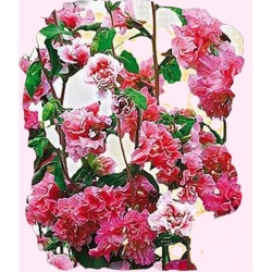 Nasiona Klarkia, Dzierotka Tor360