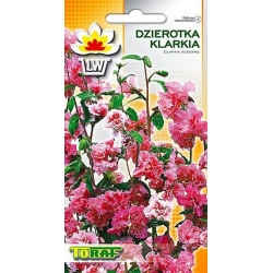 Nasiona Klarkia, Dzierotka Tor360