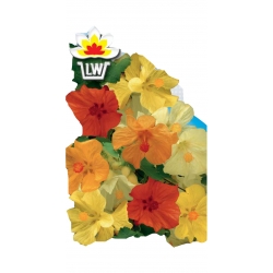 Nasiona Klonik pokojowy Tor361