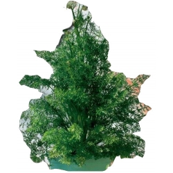  Nasiona Kminek Tor587