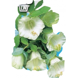 Nasiona Kobea biała Tor364